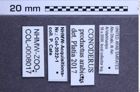 Etiketten zu Conoderus productus (NHMW-ZOO-COL-0008017)